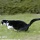 Extrait de la librairie photos Chat, �chantillon 23