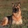 Extrait de la librairie photos Chien, �chantillon 18