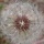 Extrait de la librairie photos Fleur, �chantillon 9
