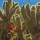 Extrait de la librairie photos Cactus, �chantillon 21